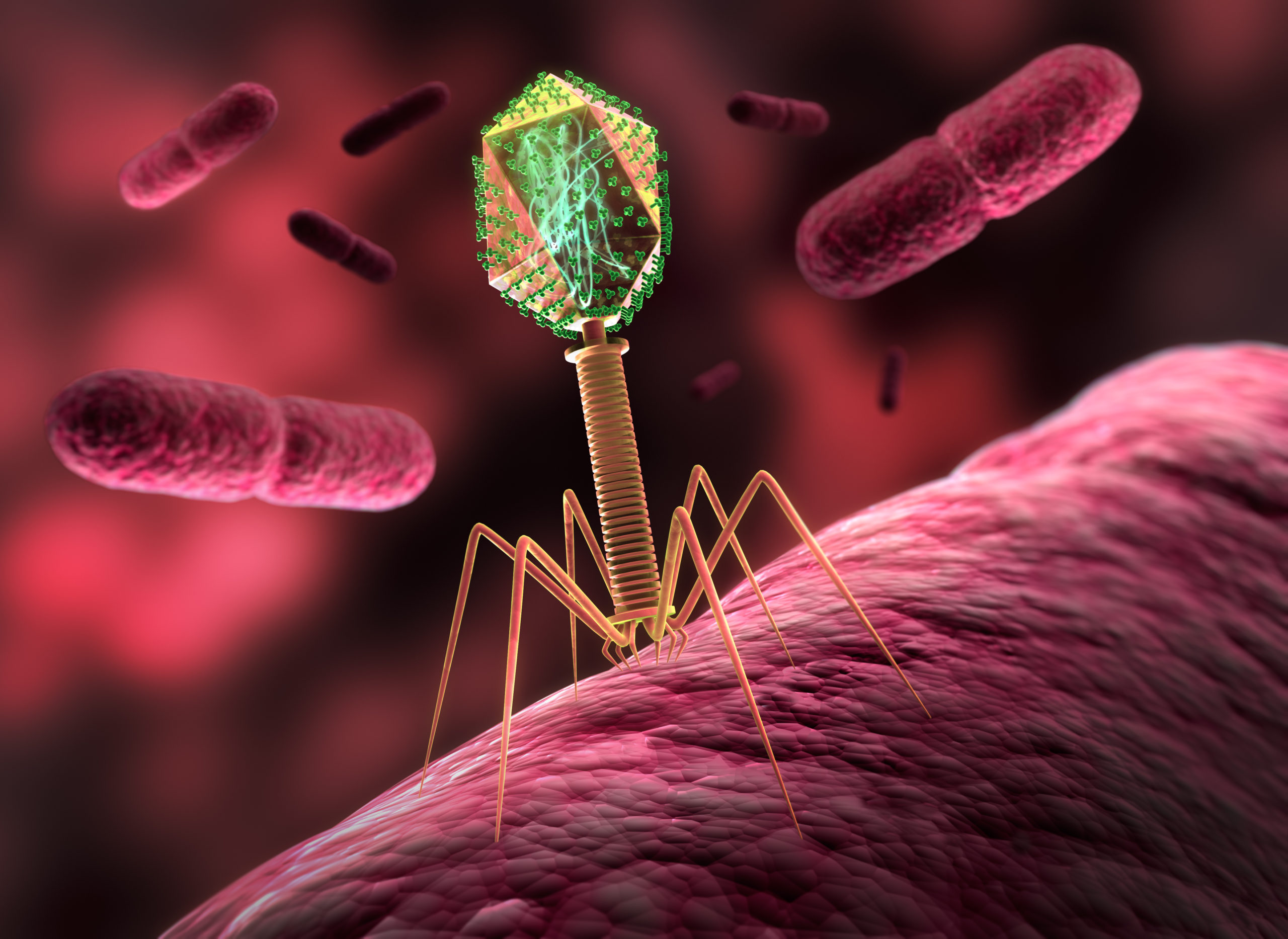 Le virome : les virus du microbiome