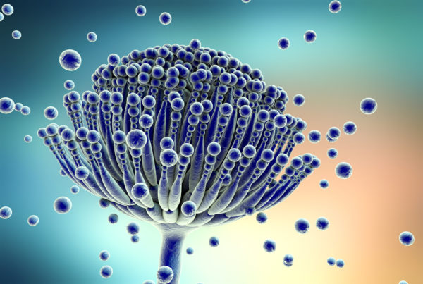 Mycobiome
